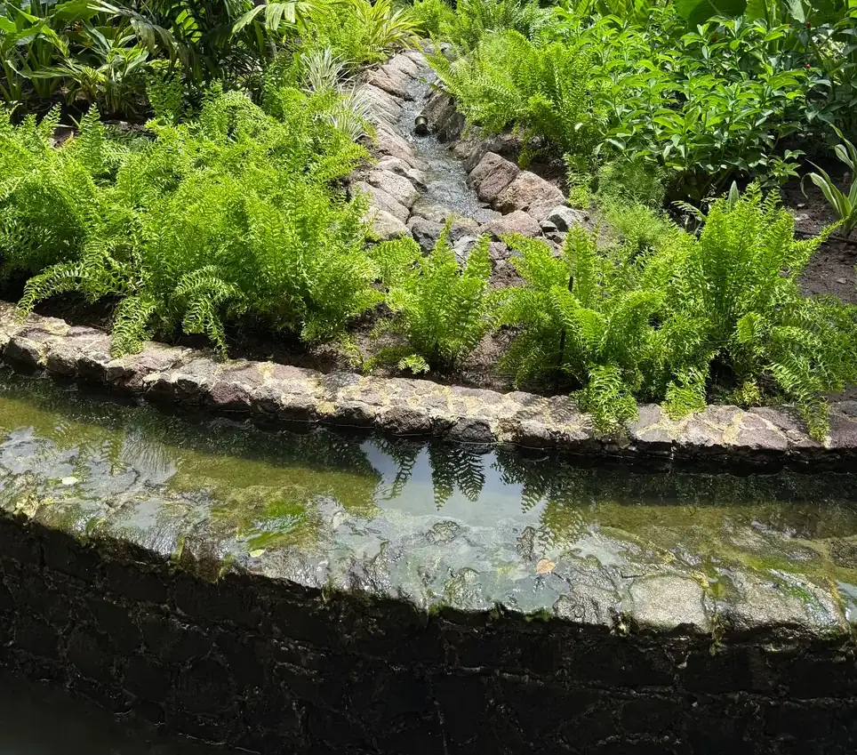 Stone path and pond planting beside a tropical garden